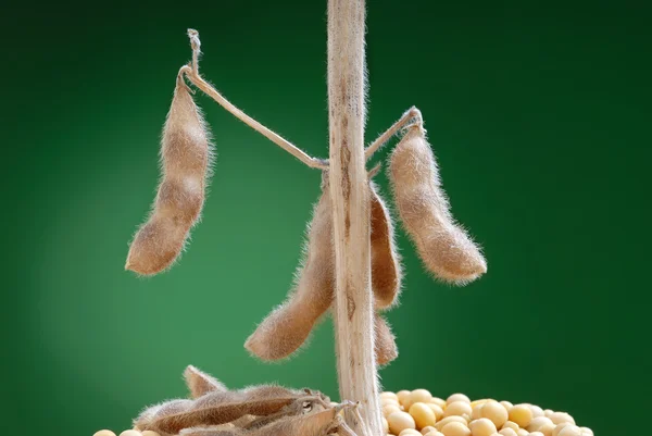 Semi di soia — Foto Stock
