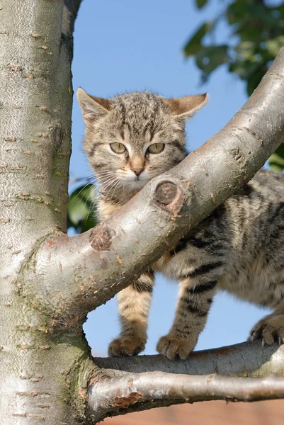 stock image Curious kitty on a tree