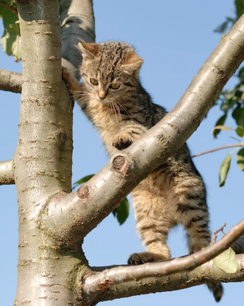 Nyfiken kattunge på ett träd — Stockfoto