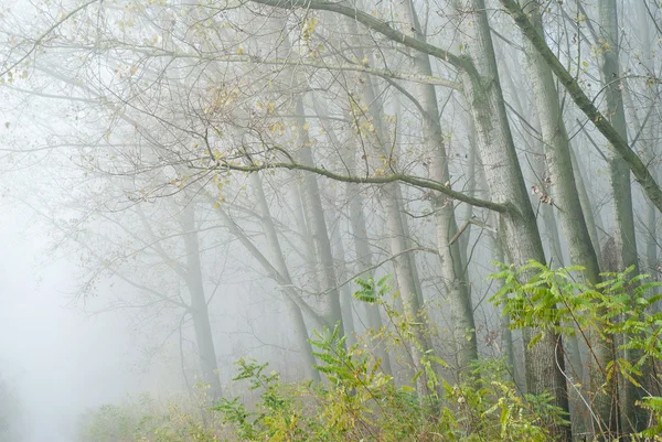 Forêt dans le brouillard — Photo