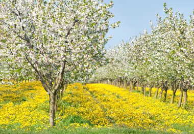 Orchard in spring clipart