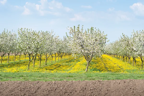 春のリンゴ園 — ストック写真