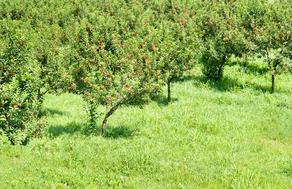 stock image Cherries orchard