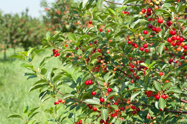 stock image Cherries orchard