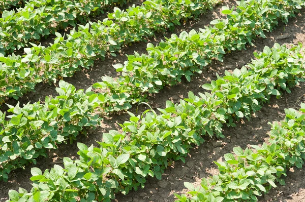 Soybean rows — Stock Photo, Image