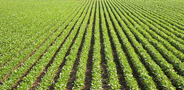 Sojabönor fält med rader — Stockfoto