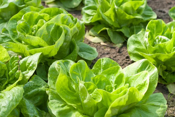 stock image Lettuce in the garden