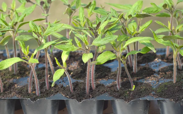 Tomato seedling in pot — Stock Photo, Image