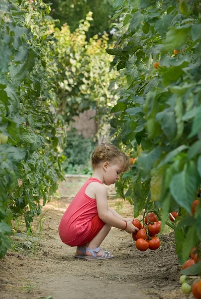 Filles cueillies tomates — Photo
