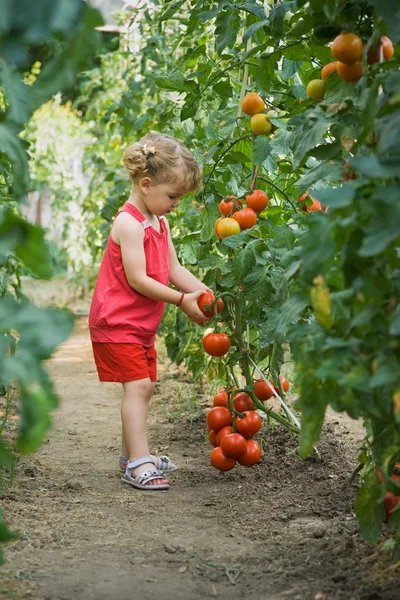 Дівчата вибрав помідори — стокове фото