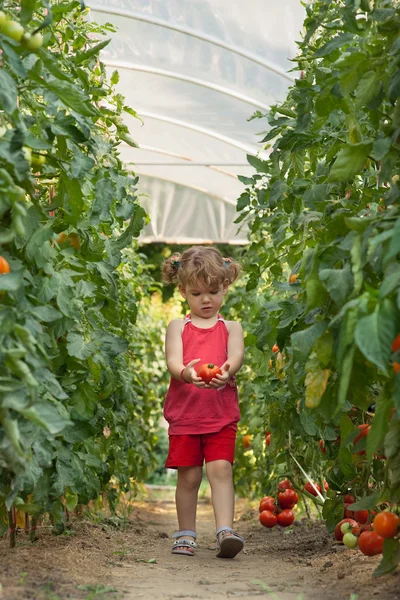 女の子を選んだトマト — ストック写真