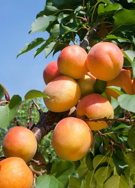 Apricots on a branch — Stock Photo, Image