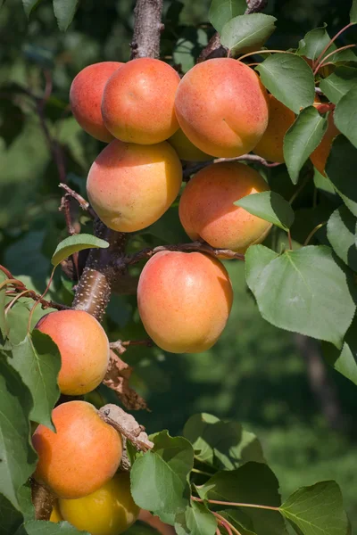 stock image Apricots on a branch