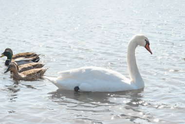 Kuğular ve yaban ördekleri