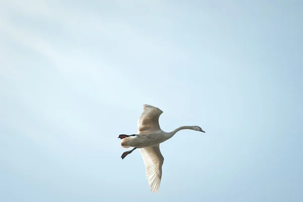 白鳥の飛行 — ストック写真