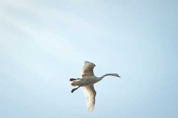 stock image Swan flying