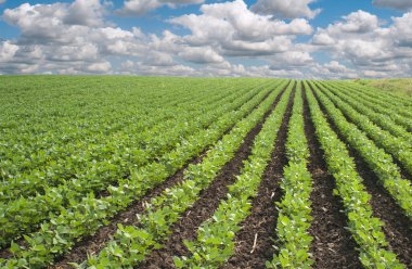 Soybean fields clipart