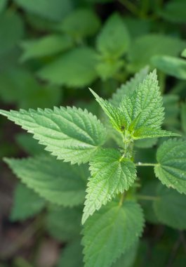 Green leaves of a nettle clipart