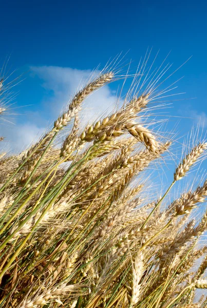 Рост пшеницы — стоковое фото