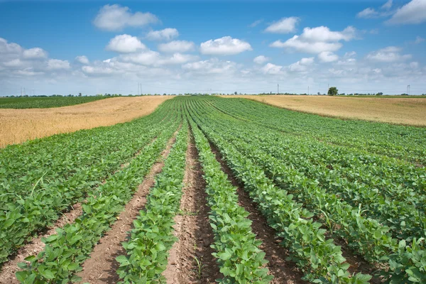 Weizen- und Sojabohnenfelder — Stockfoto