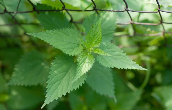 Green leaves of a nettle — Stock Photo, Image