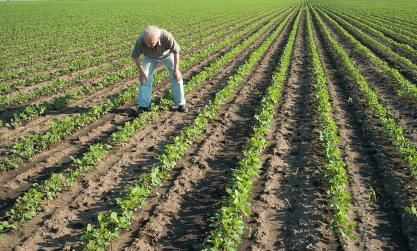 Farmer watching the rows of soybean — Stock Photo, Image