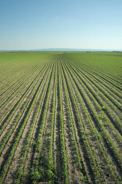 Linhas de campo de soja — Fotografia de Stock