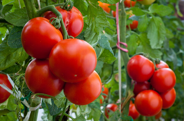 Growth ripe tomato