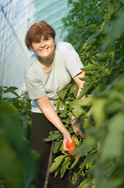 Women picked tomatoes — Stock Photo, Image