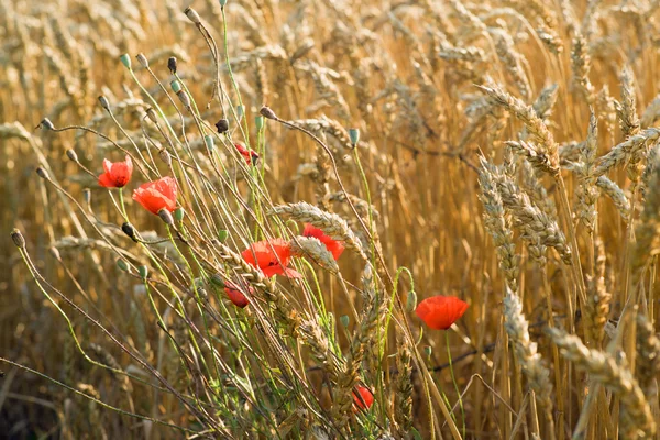 stock image Wheat field