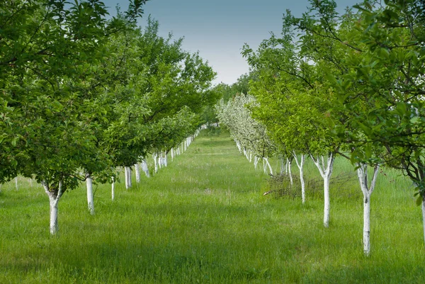 stock image Spring orchard