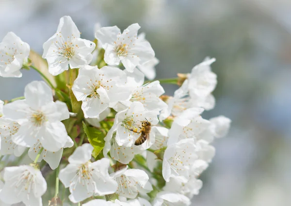 Včely opylování třešňový květ — Stock fotografie