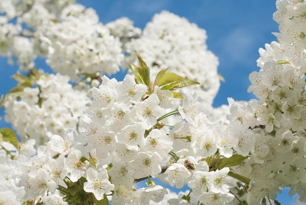 stock image Cherry blossom