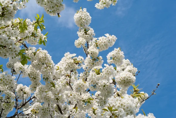 Árbol de flor de cerezo — Foto de Stock