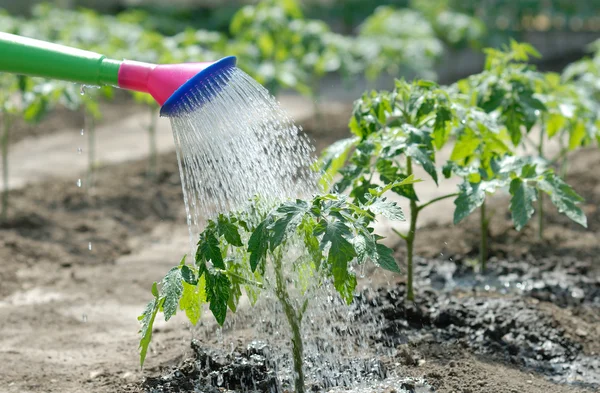 トマト苗に水をまく — ストック写真