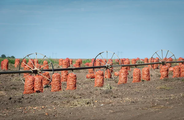 Stock image Onion harvest