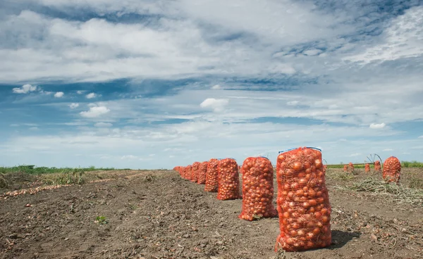 stock image Onion harvest