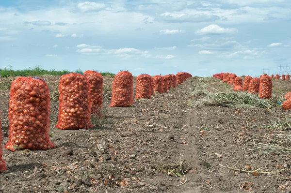 stock image Onion harvest