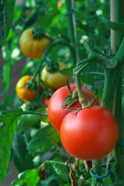 Ανάπτυξη ντομάτα — Φωτογραφία Αρχείου