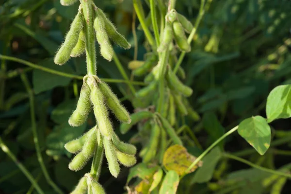 成長の大豆 — ストック写真