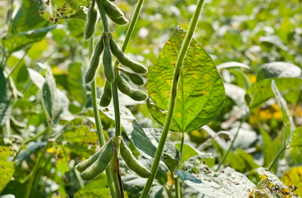 增长大豆 — 图库照片