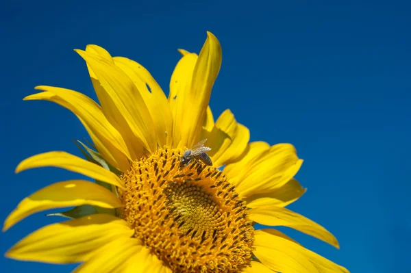Słonecznik i pszczoły — Zdjęcie stockowe