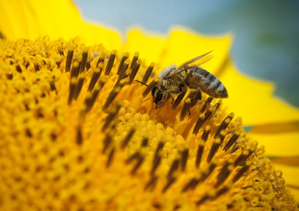 Sunflower and bees — Stock Photo, Image