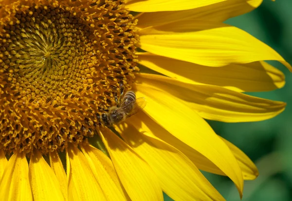Slunečnice a včely — Stock fotografie