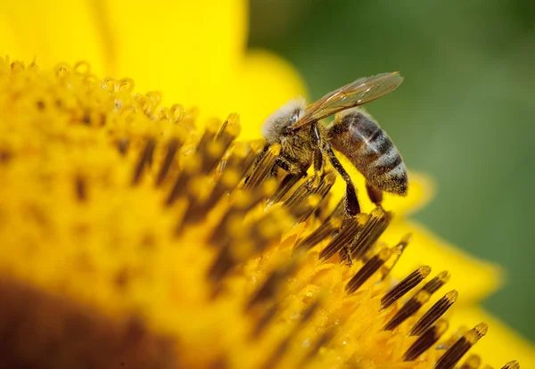 Подсолнух и пчелы — стоковое фото