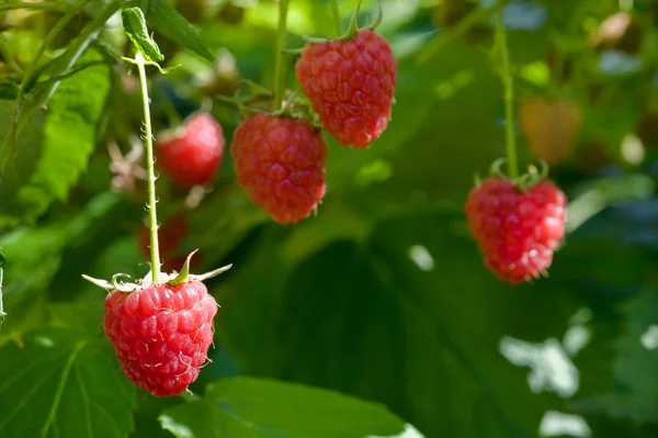 Growth raspberries — Stock Photo, Image
