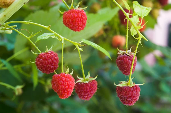 Growth raspberries; — Stock Photo, Image