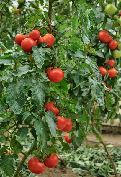 Büyüme domates — Stok fotoğraf