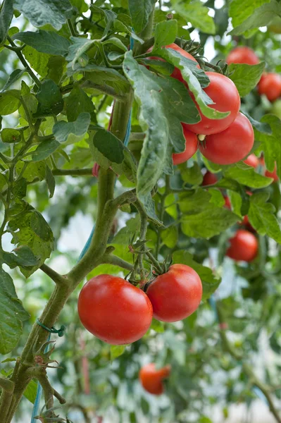 Tomate de croissance — Photo