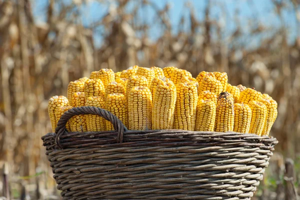 Récolte du maïs — Photo